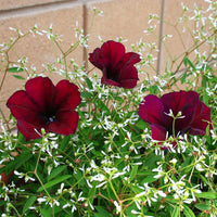 Petunia Easy Wave Velour Burgundy F1 Seed