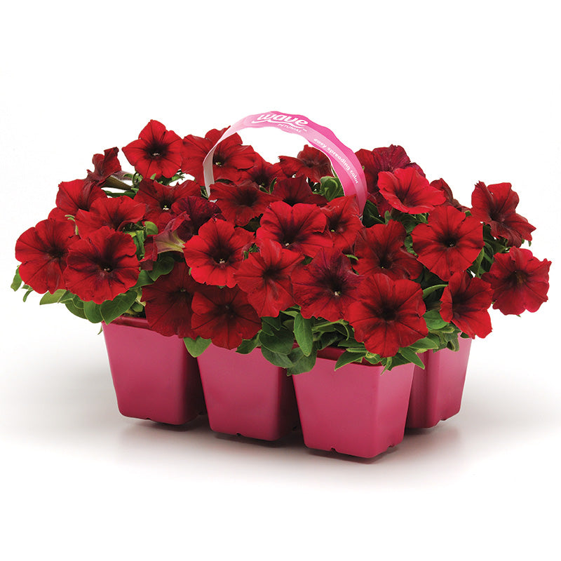 Petunia Easy Wave Velour Red F1 Seed