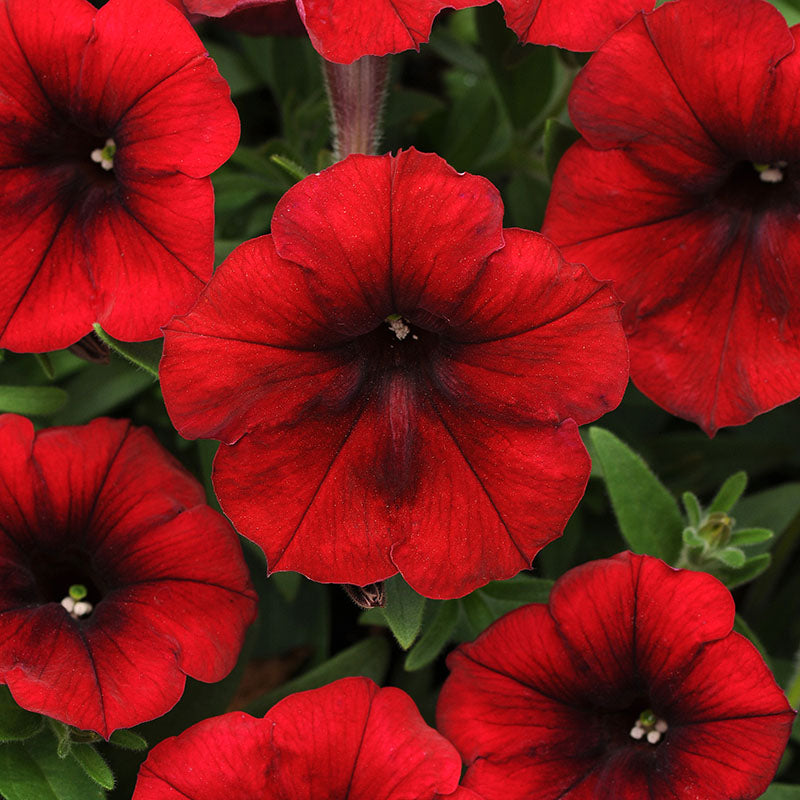 Petunia Easy Wave Velour Red F1 Seed