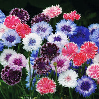 Centaurea Classic Artist Mix Seed