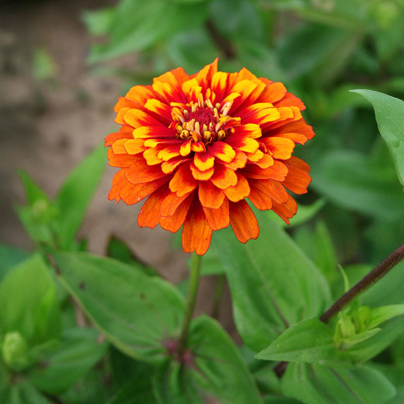 Zinnia Macarenia Seed