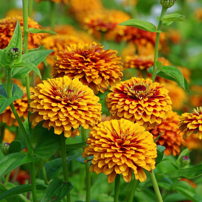 Zinnia Macarenia Seed