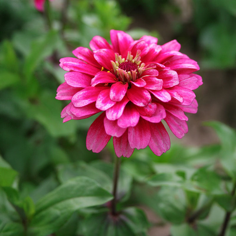 Zinnia Mazurkia Seed