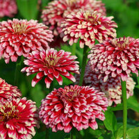 Zinnia Mazurkia Seed