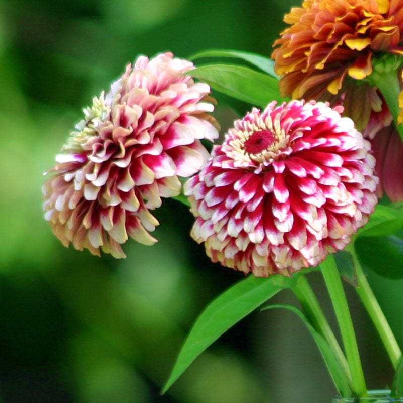 Zinnia Mazurkia Seed