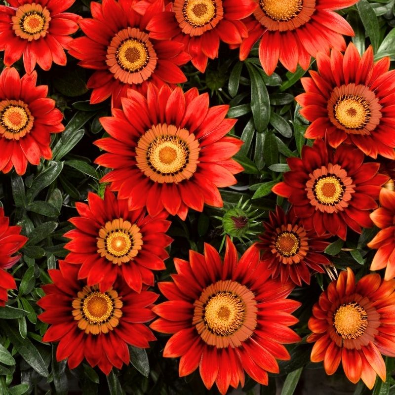 Gazania Big Kiss Red F1