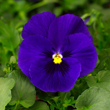 Pansy Delta Premium Deep Blue F1 Seed