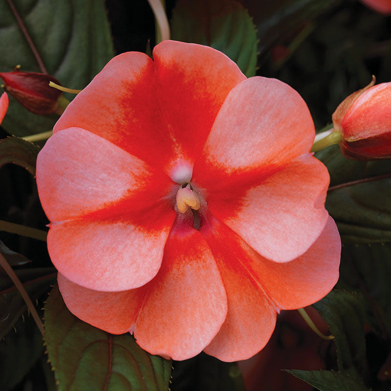 Impatiens New Guinea Florific Sweet Orange F1 Seed