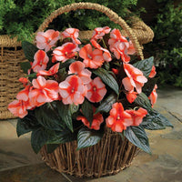 Impatiens New Guinea Florific Sweet Orange F1 Seed