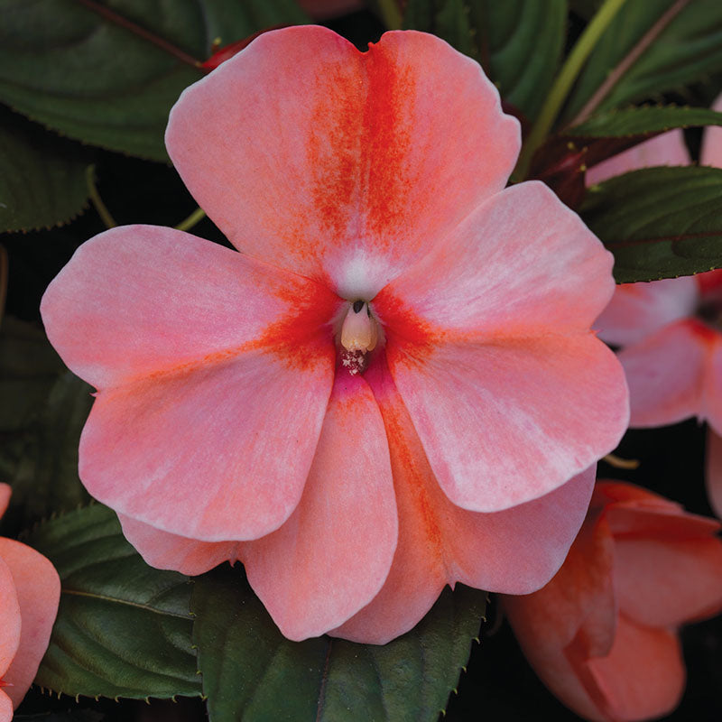 Impatiens New Guinea Florific Sweet Orange F1 Seed