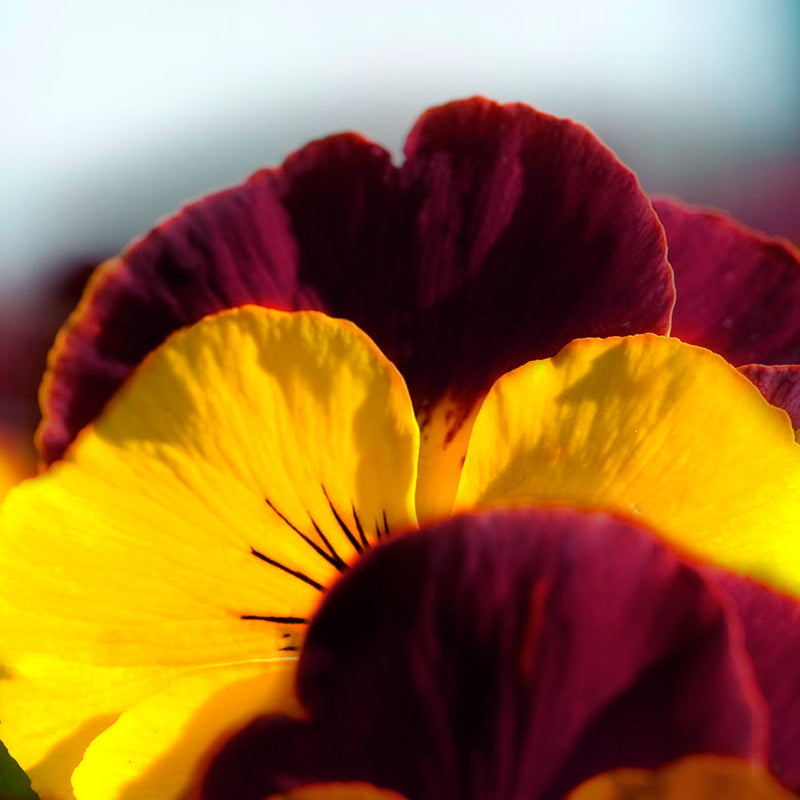 Pansy Cool Wave® Sunshine 'n Wine Seed