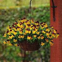 Pansy Cool Wave® Sunshine 'n Wine Seed