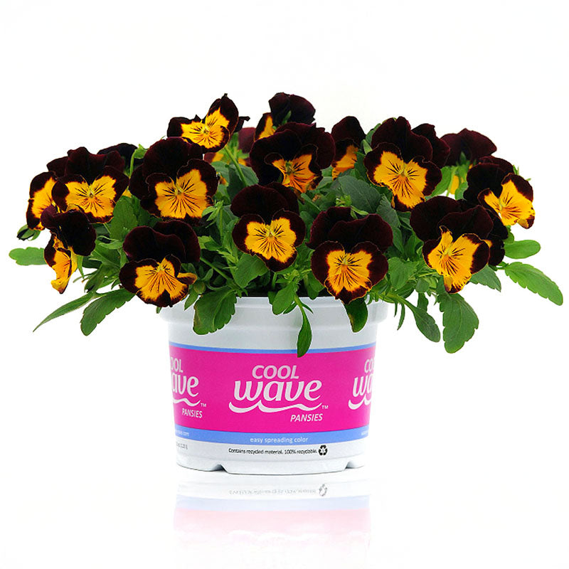 Pansy Cool Wave® Sunshine 'n Wine Seed