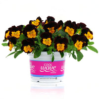 Pansy Cool Wave® Sunshine 'n Wine Seed