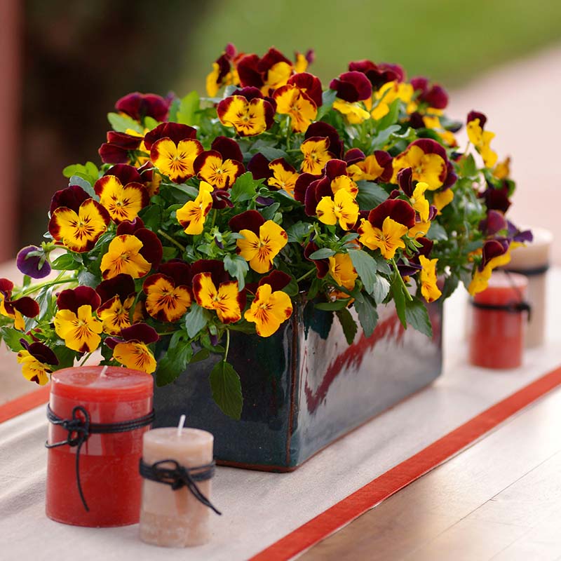 Pansy Cool Wave® Sunshine 'n Wine Seed