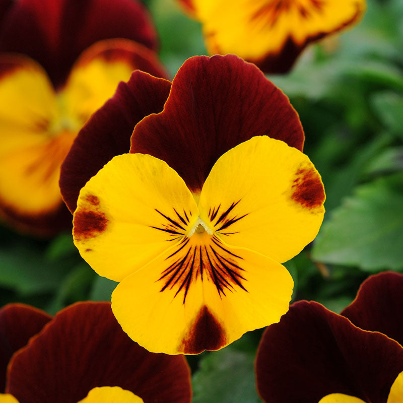 Pansy Cool Wave® Sunshine 'n Wine Seed