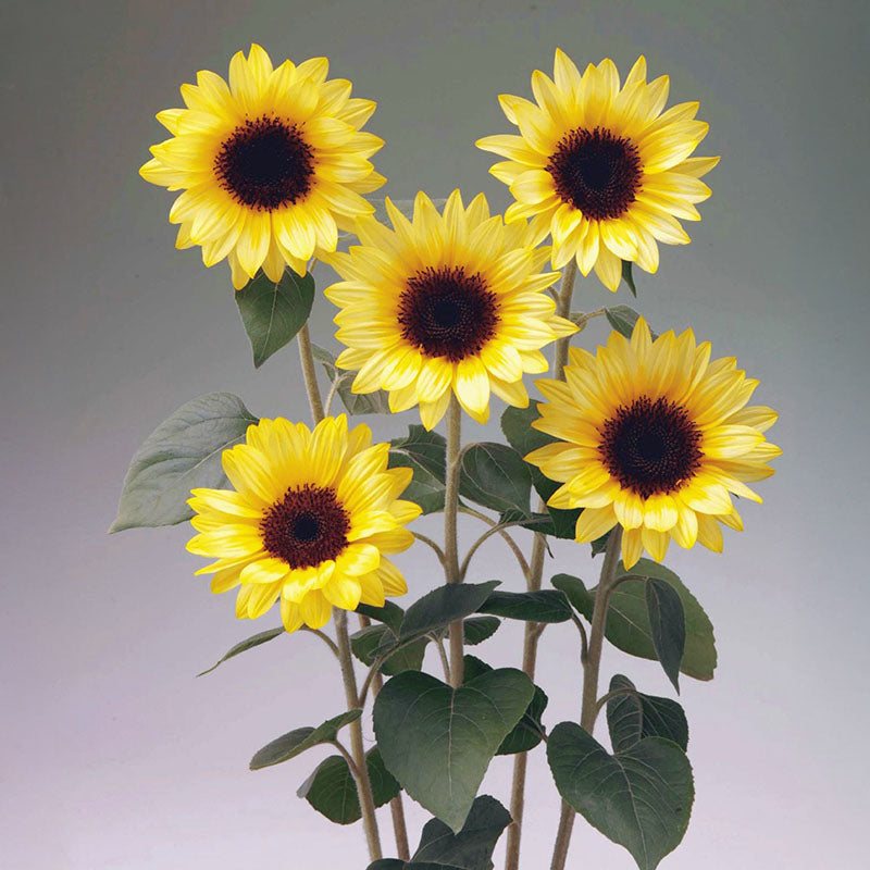 Sunflower Sunrich Summer Limoncello F1 Seed