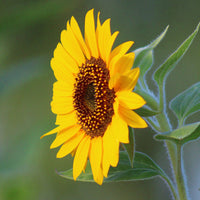 Sunflower Vincent's Choice F1 Seed