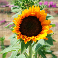 Sunflower Vincent's Choice F1 Seed