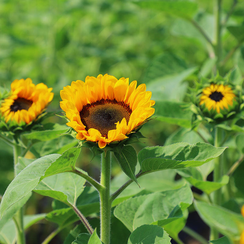 Sunflower Vincent's Choice F1 Seed