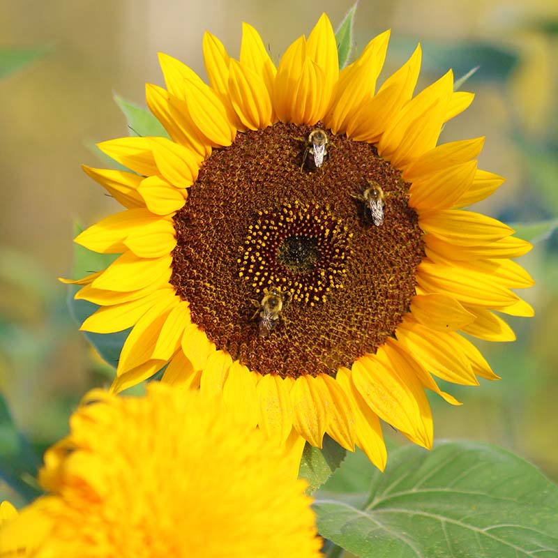 Sunflower Vincent's Choice F1 Seed