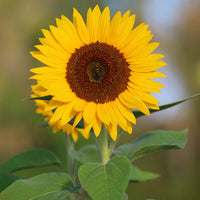 Sunflower Vincent's Choice F1 Seed