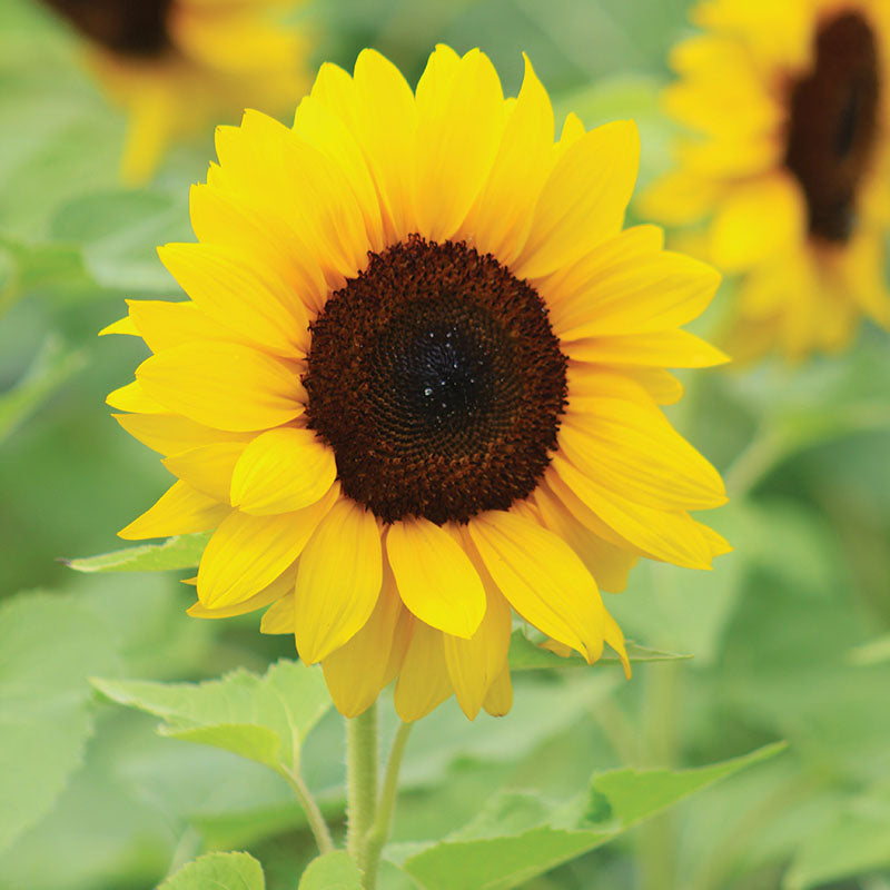 Sunflower ProCut Brilliance F1 Seed