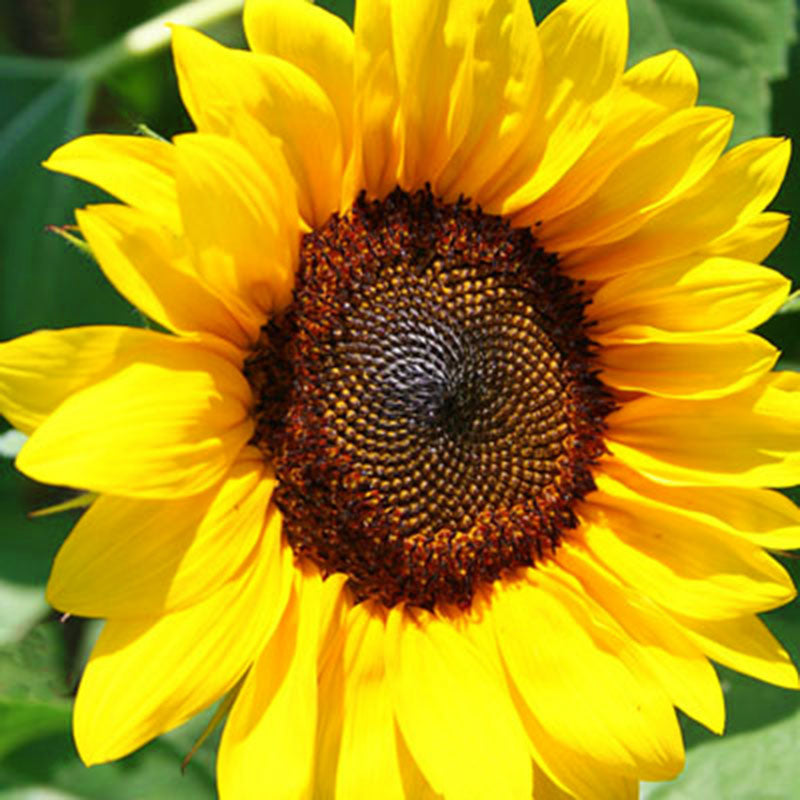 Sunflower ProCut Brilliance F1 Seed