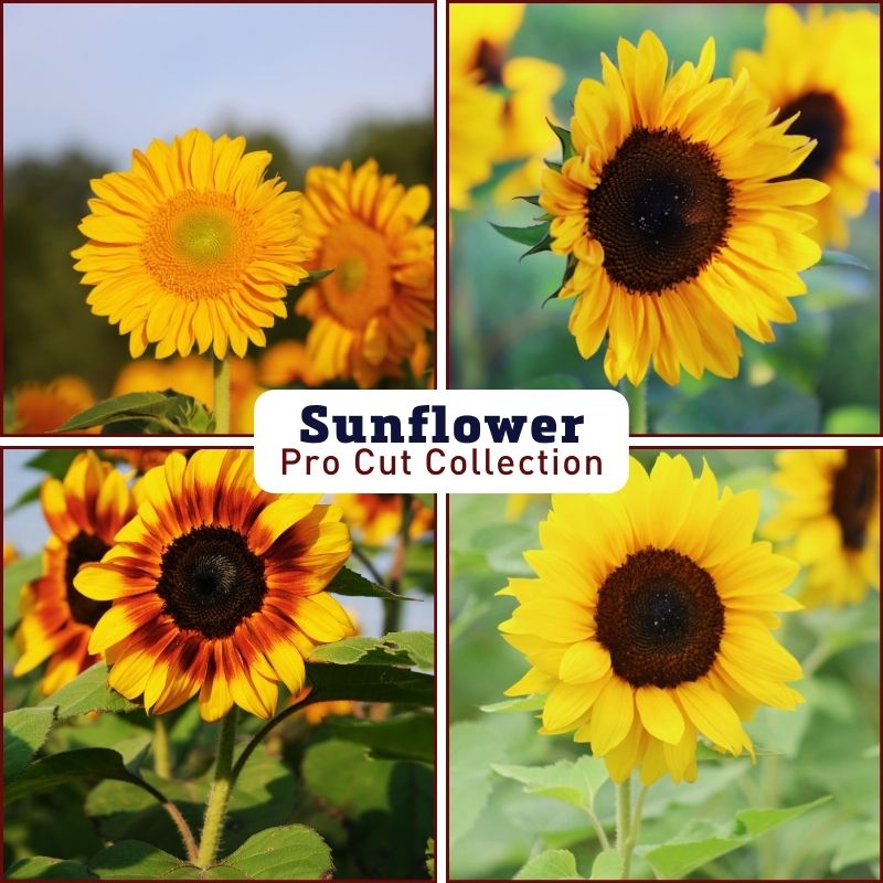 Sunflower Pro Cut Collection F1 Seed