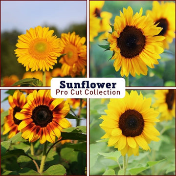 Sunflower Pro Cut Collection F1 Seed