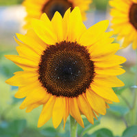 Sunflower Pro Cut Collection F1 Seed