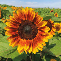 Sunflower Pro Cut Collection F1 Seed