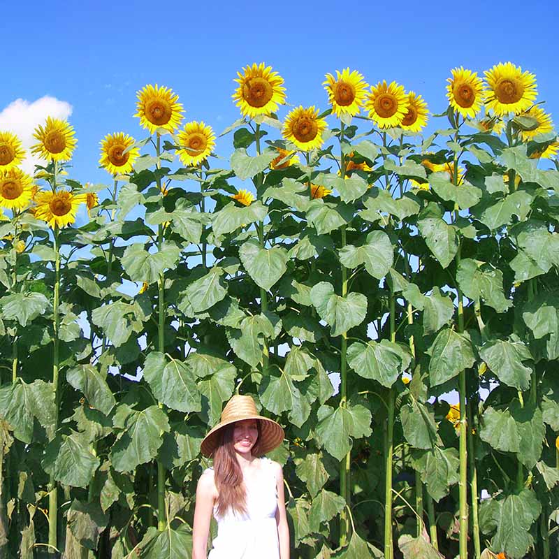 Sunflower American Giant F1 Seed