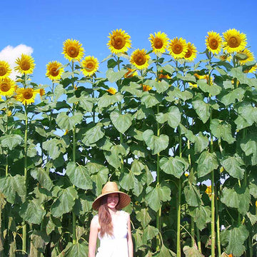 Sunflower American Giant F1 Seed