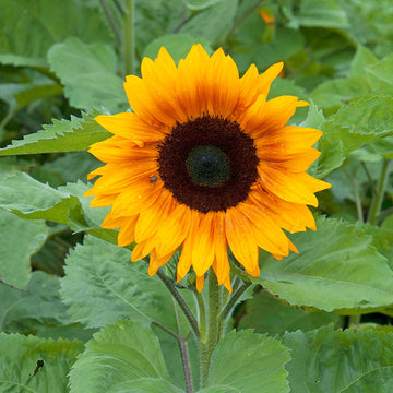 Sunflower Copper Queen F1 Seed