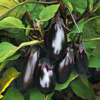 Eggplant Patio Baby F1 Seed