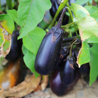 Eggplant Patio Baby F1 Seed