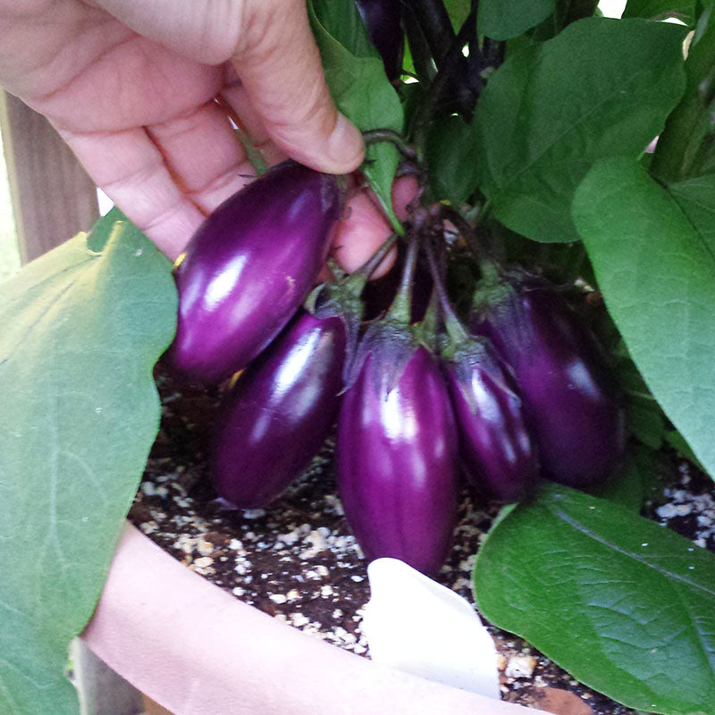 Eggplant Patio Baby F1 Seed