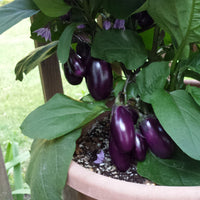 Eggplant Patio Baby F1 Seed