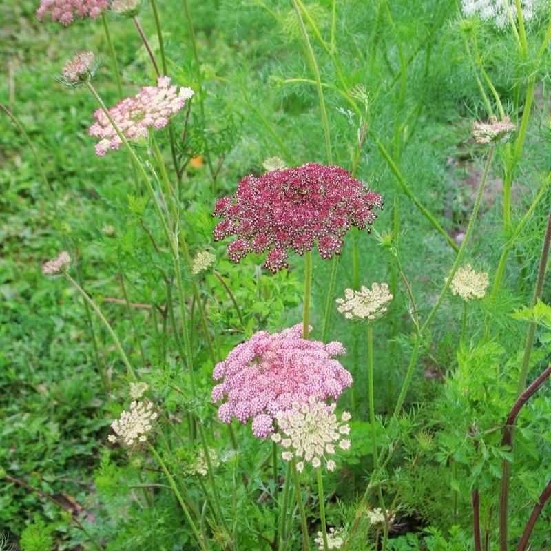 Daucus Dara Seed