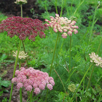 Daucus Dara Seed