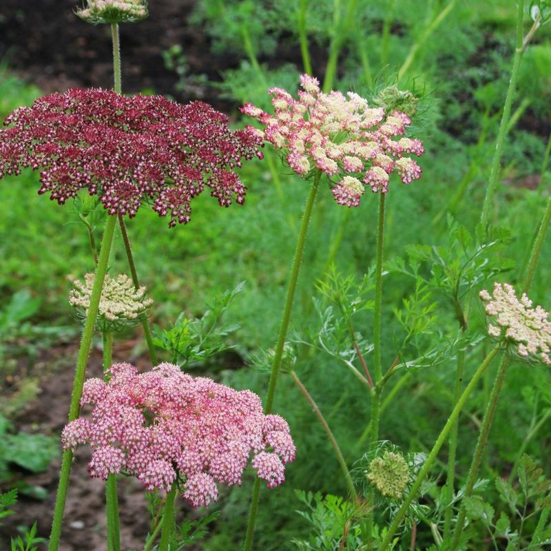 Daucus Dara Seed