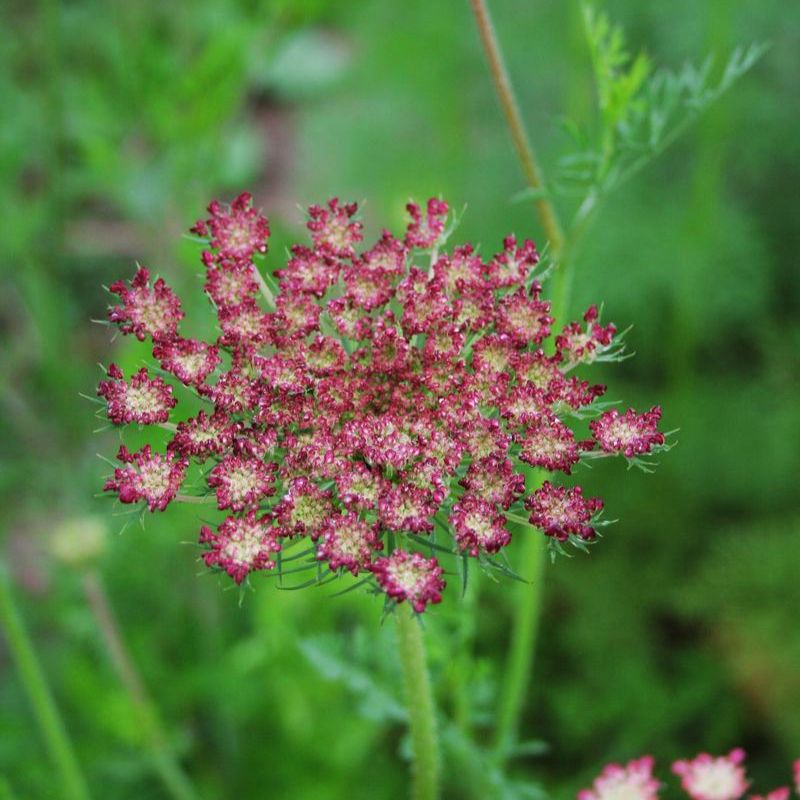 Daucus Dara Seed