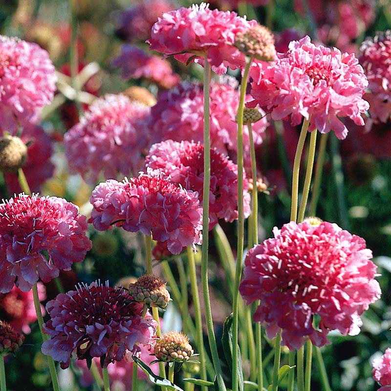 Scabiosa QIS Mix Seed