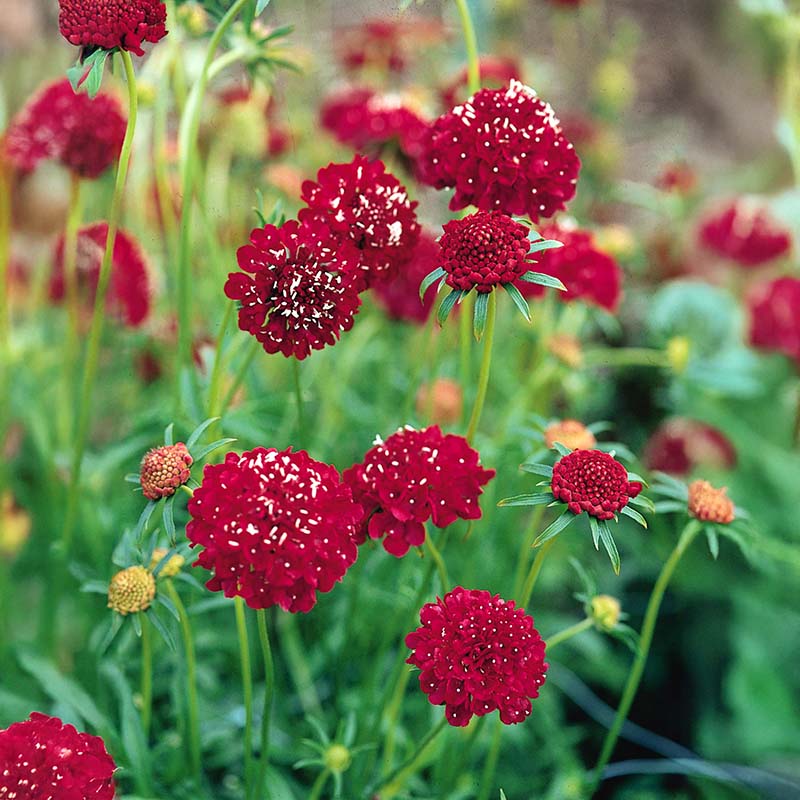 Scabiosa QIS Mix Seed