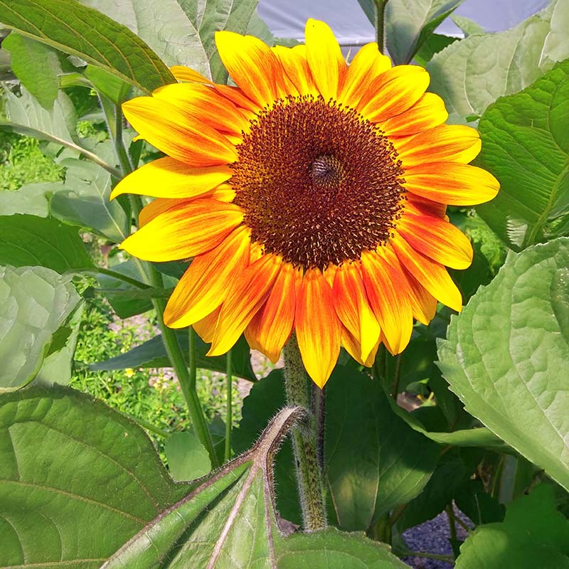 Sunflower Helios Flame F1 Seed