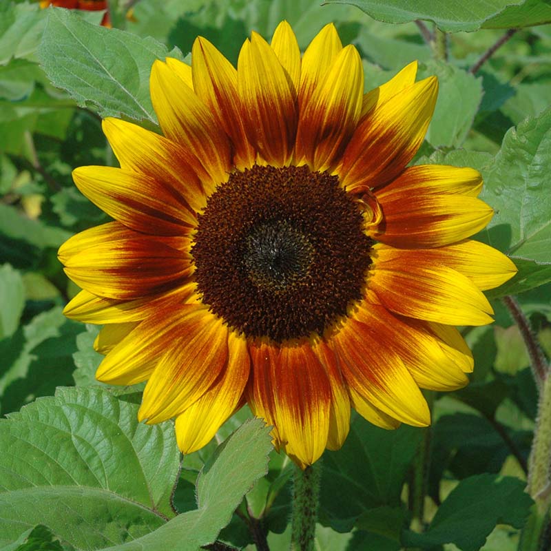 Sunflower Helios Flame F1 Seed