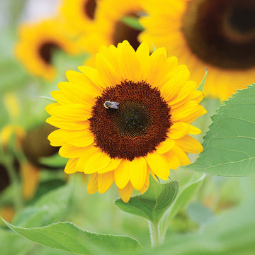 Sunflower Sunrich Orange DMR F1 Seed