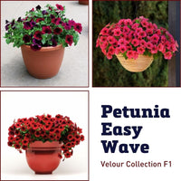 Petunia Easy Wave Velour Collection F1 Seed