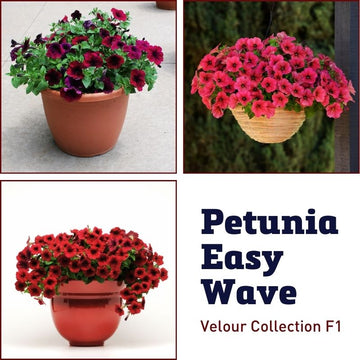 Petunia Easy Wave Velour Collection F1 Seed